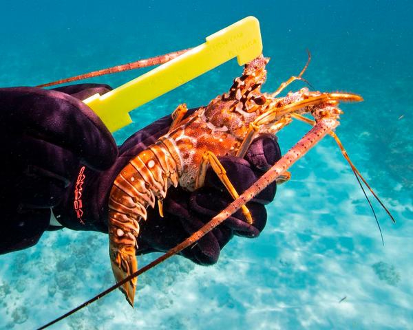 Fishing, Wildlife and Lobster Violations (FWC)